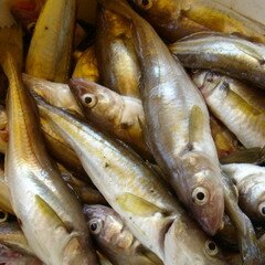 Приготовление пикши